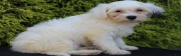 Teddy Bear dogs for sale: Hemlock - Ad 3
