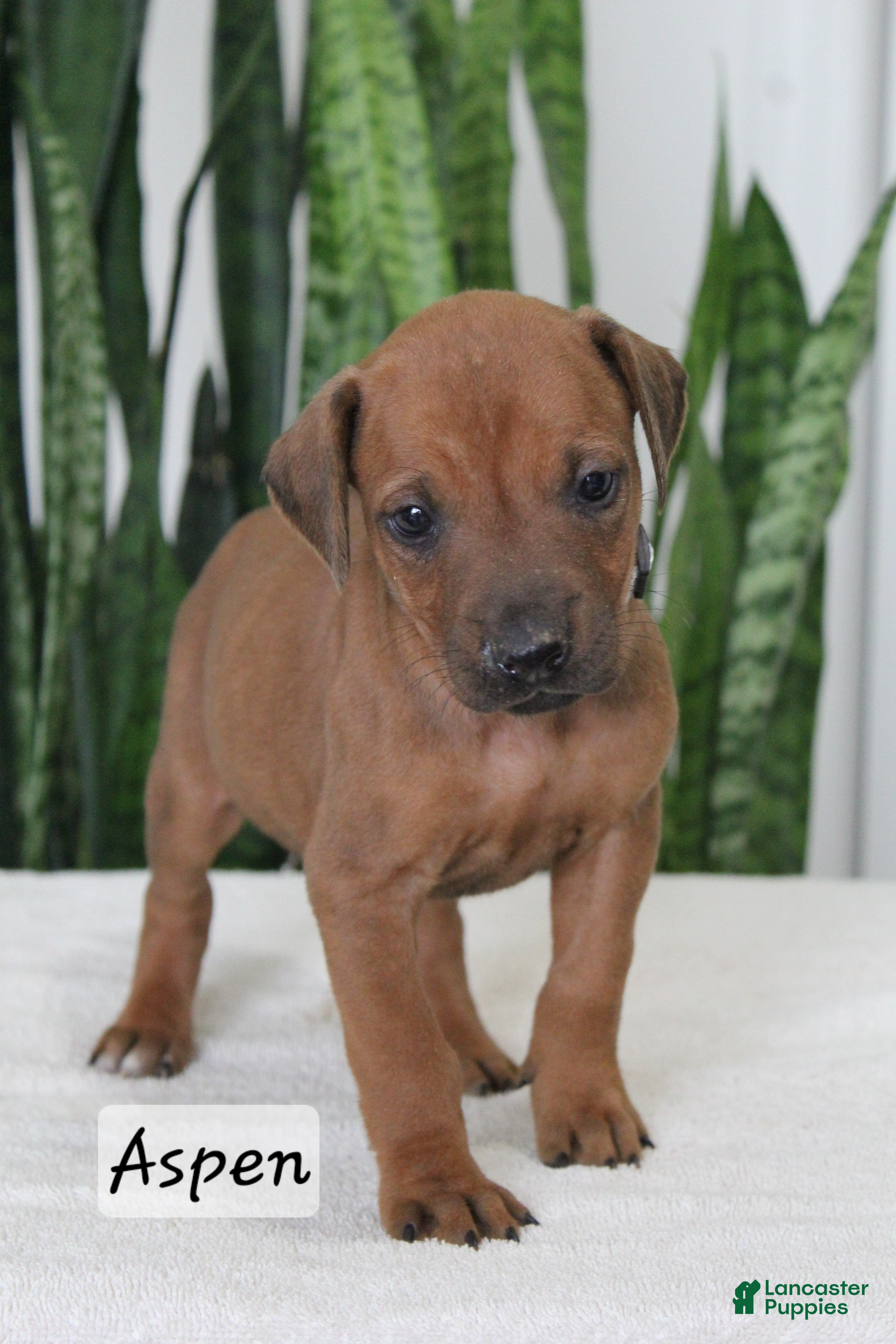 Rhodesian Ridgeback dogs Rhodesian Ridgeback Puppy 7 - Ad 5