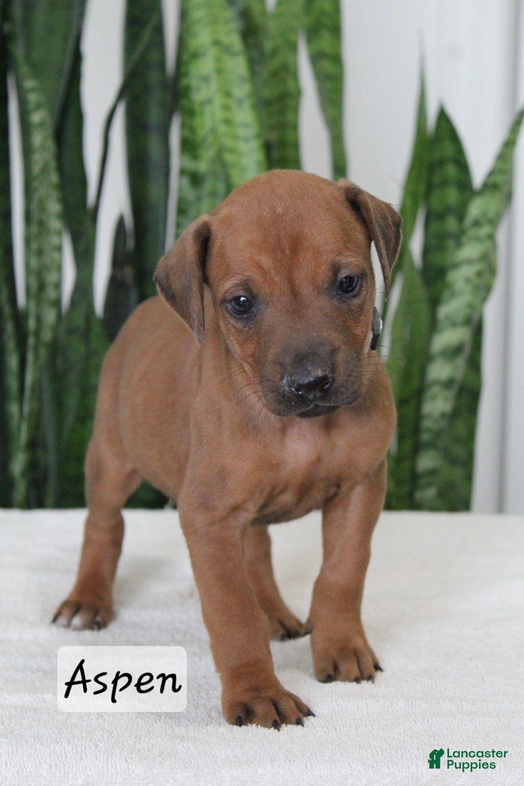 Rhodesian Ridgeback dogs for sale: Rhodesian Ridgeback Puppy 7 - Ad 1