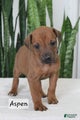 Rhodesian Ridgeback Puppy 7