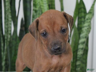Rhodesian Ridgeback dogs Rhodesian Ridgeback Puppy 7 - Ad 3