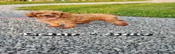 Cavapoo dogs for sale: Mandy - Ad 10