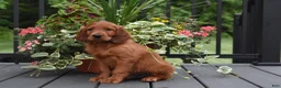 Irish Setter dogs for sale: Buddy - Ad 2