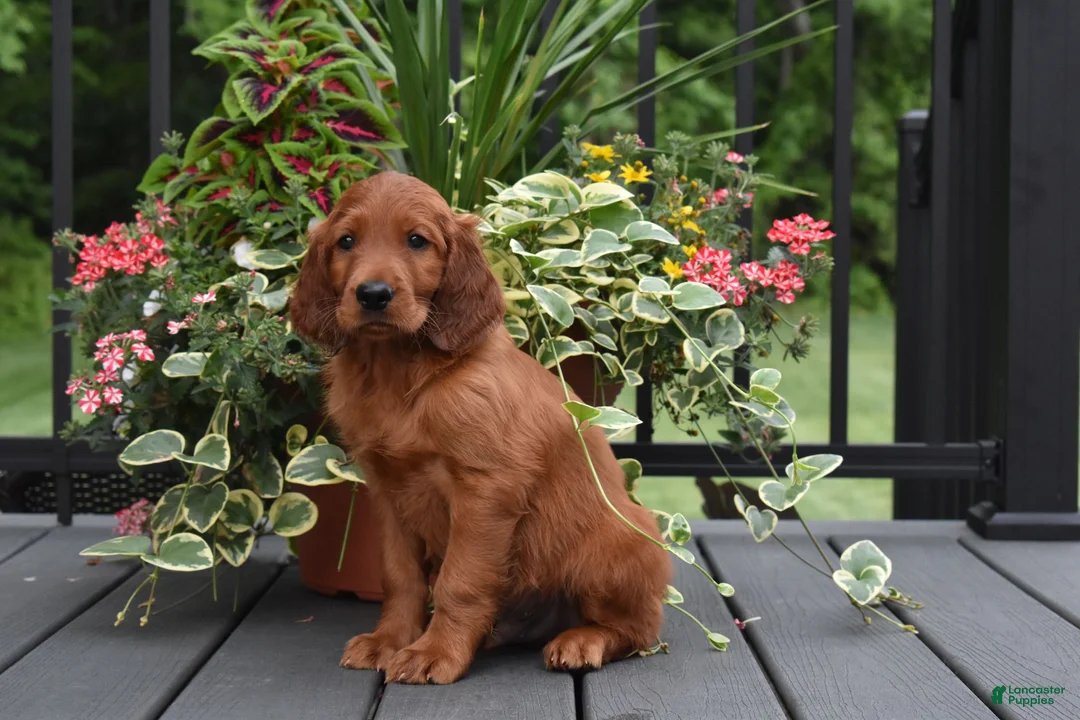 Irish Setter dogs for sale: Buddy - Ad 2