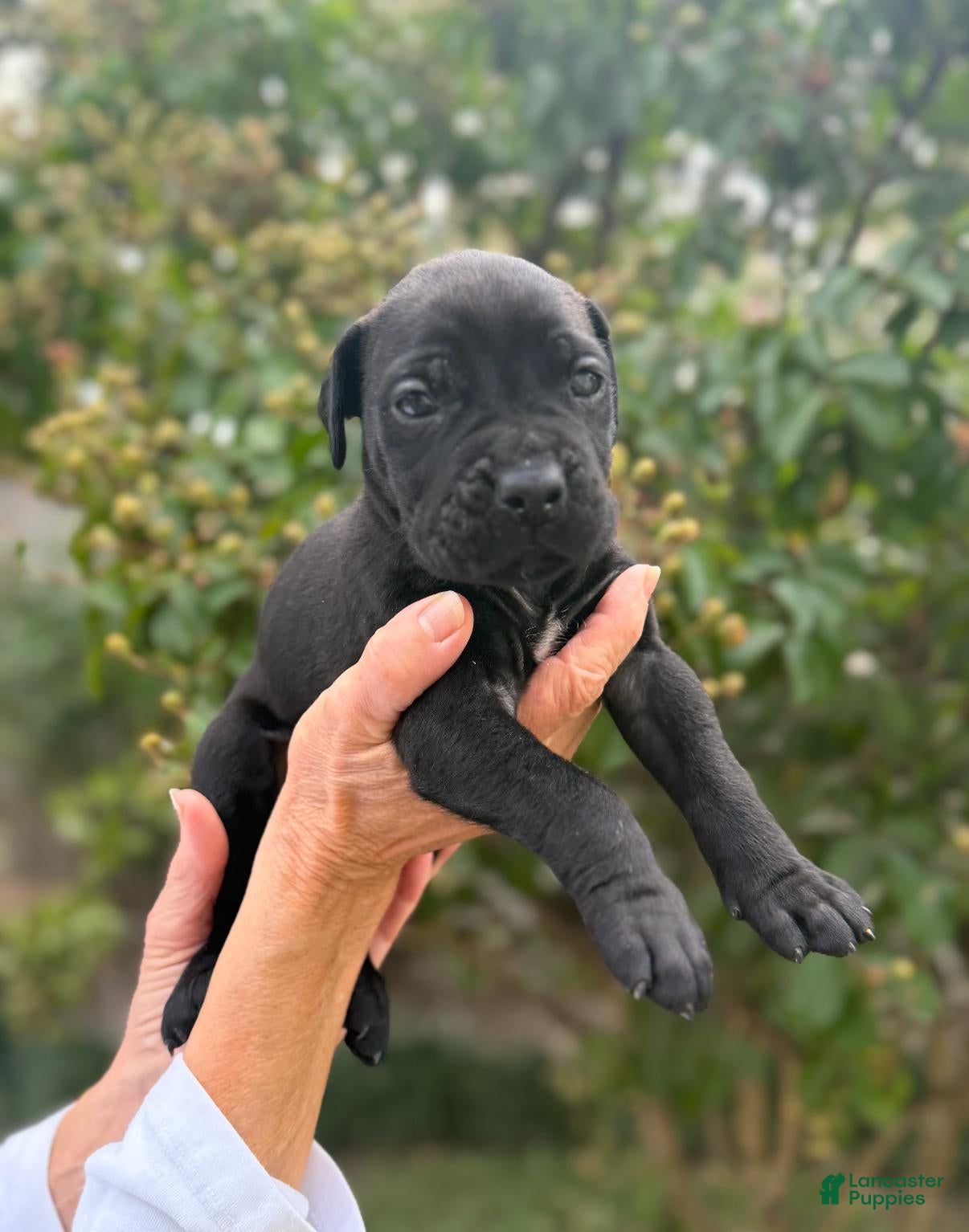 Cane Corso dogs Cane Corso (Orange) - Ad 1