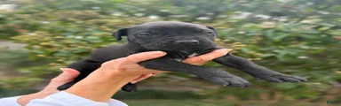 Cane Corso (Orange)
