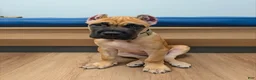 Cane Corso dogs for sale: Cane Corso 1 - Ad 2