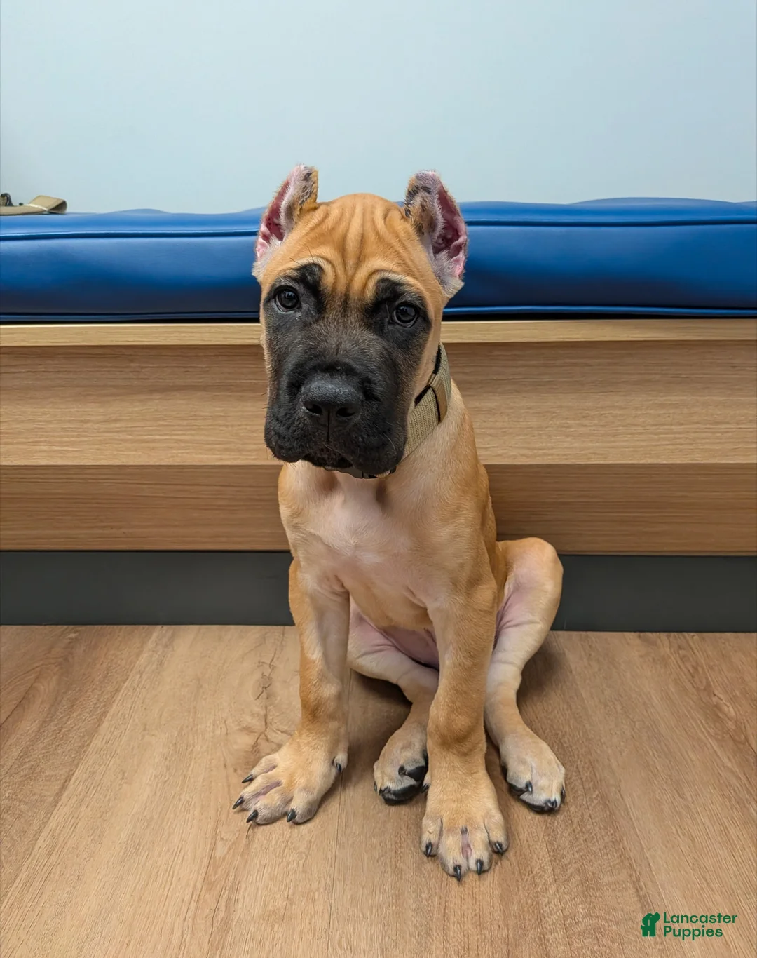 Cane Corso dogs for sale: Cane Corso 1 - Ad 2