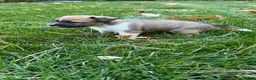 Mixed Breed dogs for sale: Mixed Breed 2 - Ad 5