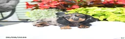 Miniature Dachshund dogs for sale: Orbit - Ad 3