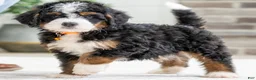 Mini Bernedoodle dogs for sale: Hawk - Ad 1