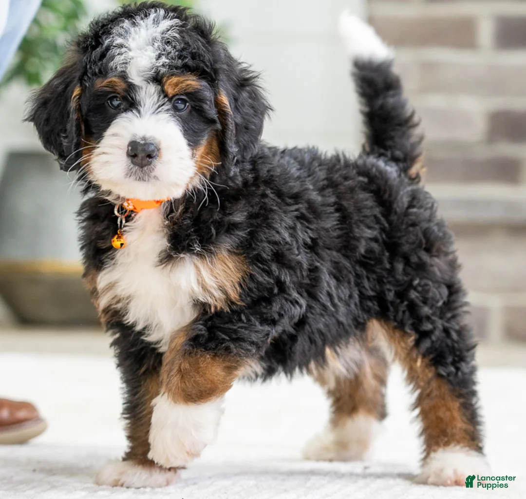Mini Bernedoodle dogs for sale: Hawk - Ad 1