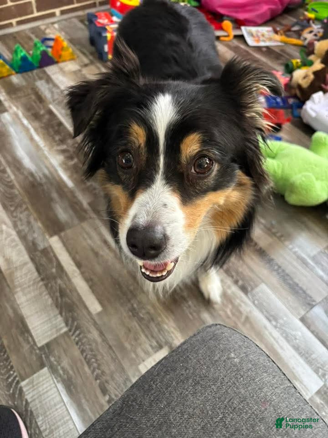 Miniature Australian Shepherd dogs for sale: Carrot  - Ad 8