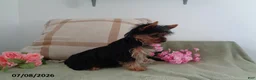 Yorkshire Terrier dogs for sale: Susie - Ad 3