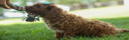 Cavapoo dogs for sale: OSCAR - Ad 14