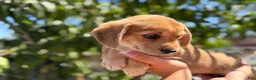 Mixed Breed dogs for sale: Izsak - Ad 5