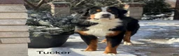 Mixed Breed dogs for sale: Charlie - Ad 5