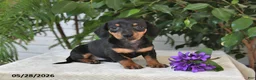 Dachshund dogs for sale: Lexi - Ad 3
