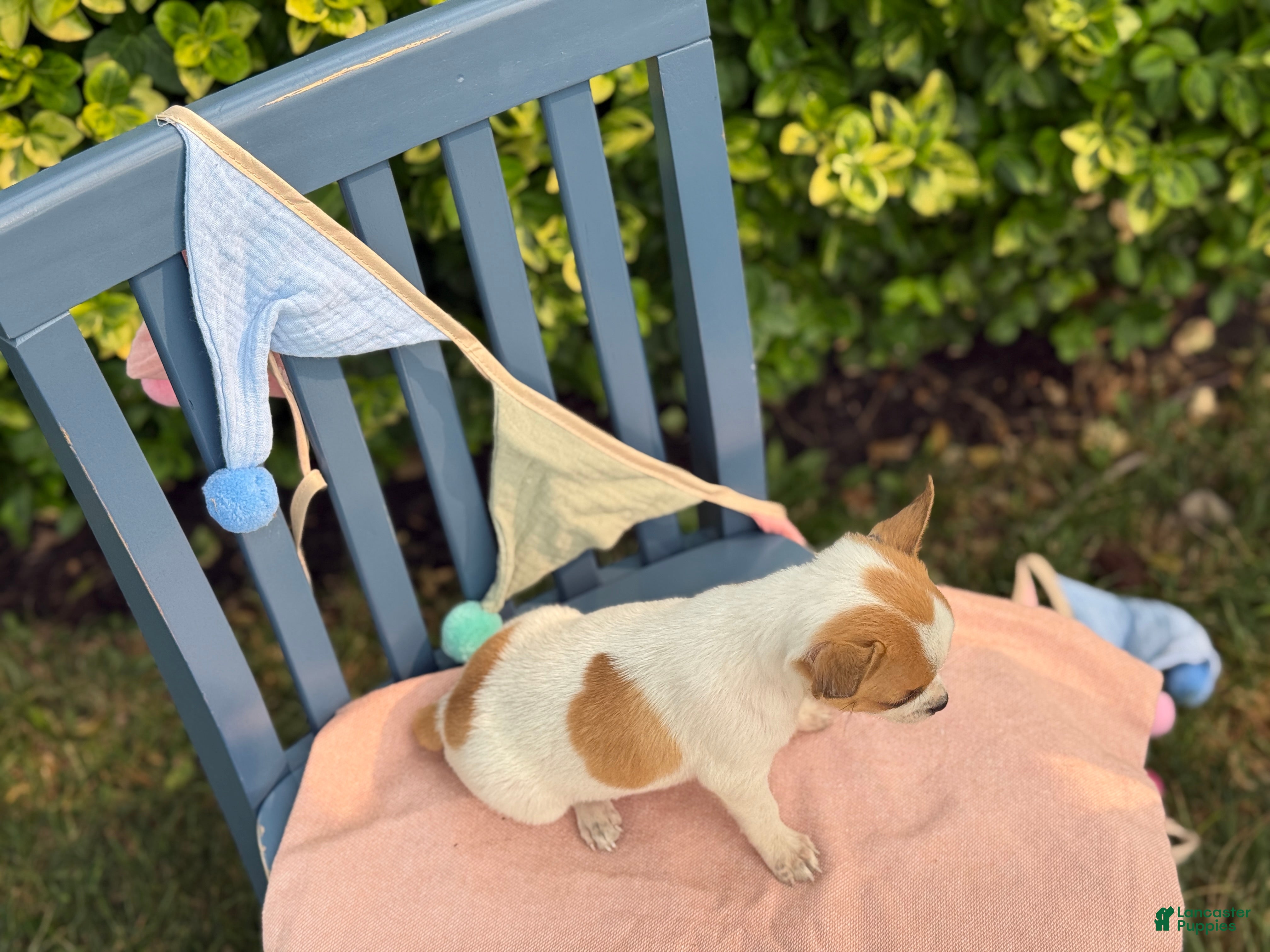 Chihuahua dogs Honey - Ad 2