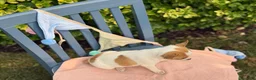 Chihuahua dogs for sale: Honey - Ad 2