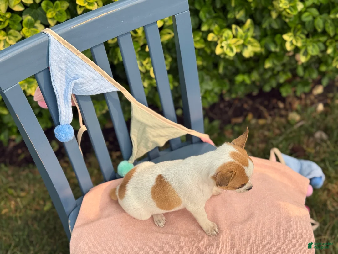 Chihuahua dogs for sale: Honey - Ad 2
