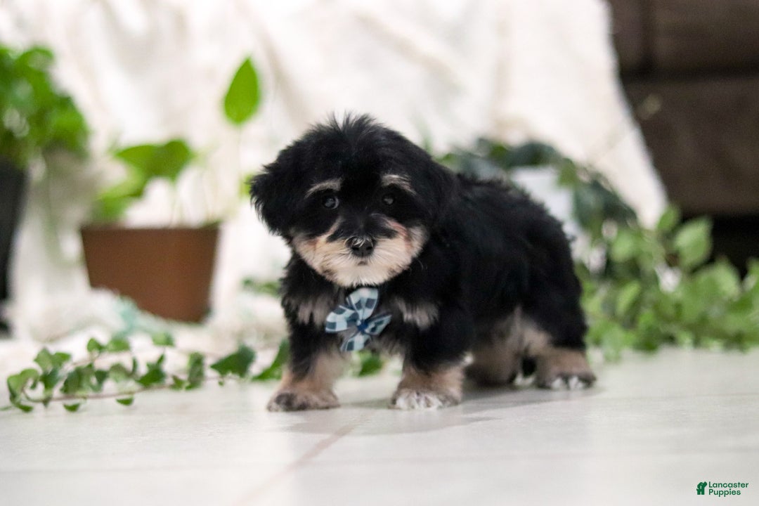 Morkie dogs for sale: Bandit - Ad 5