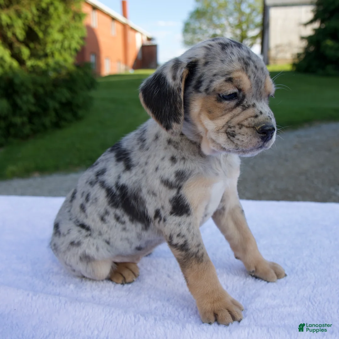 Beabull dogs for sale: Kim - Ad 2