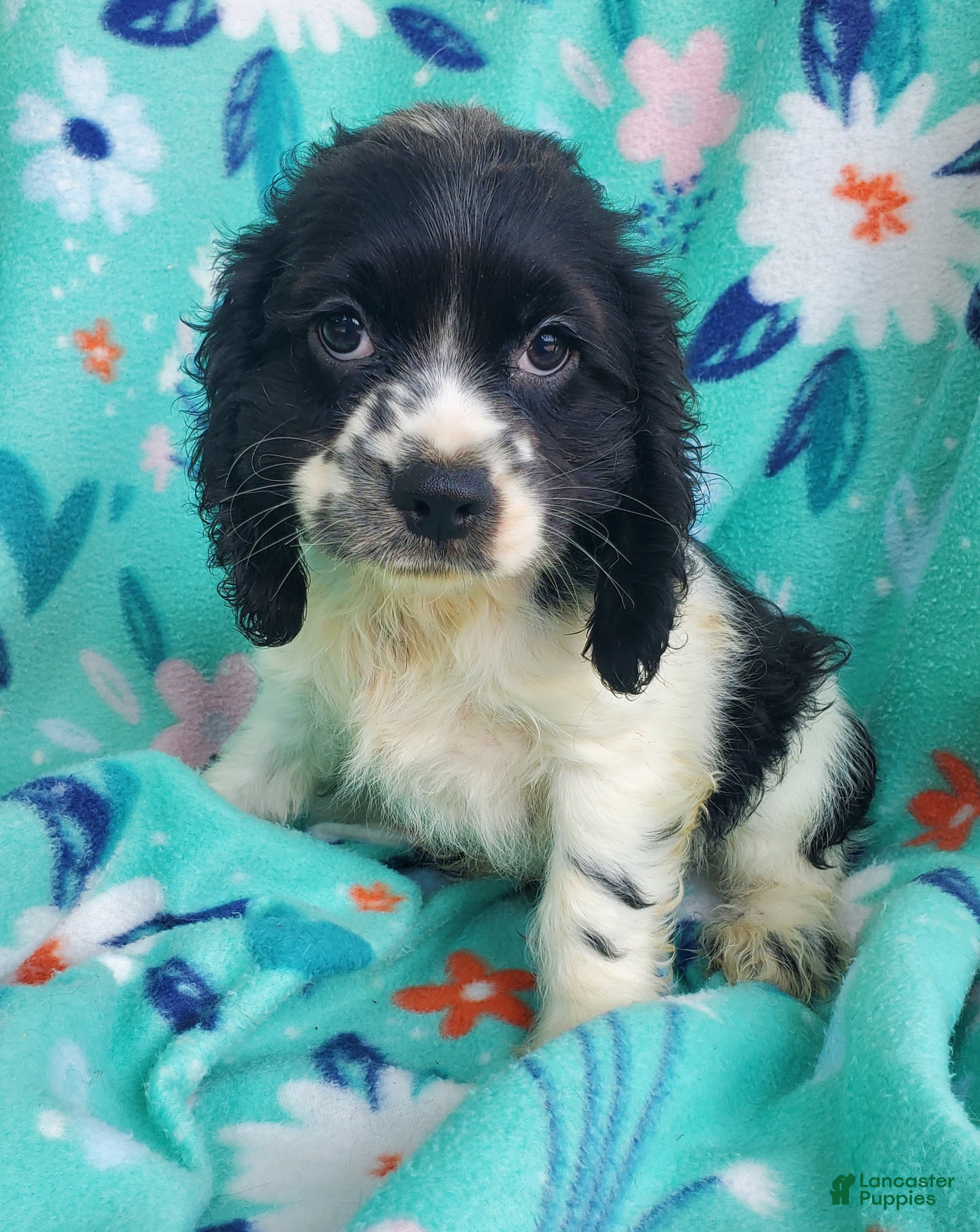 Cocker Spaniel dogs Frankie - Ad 1