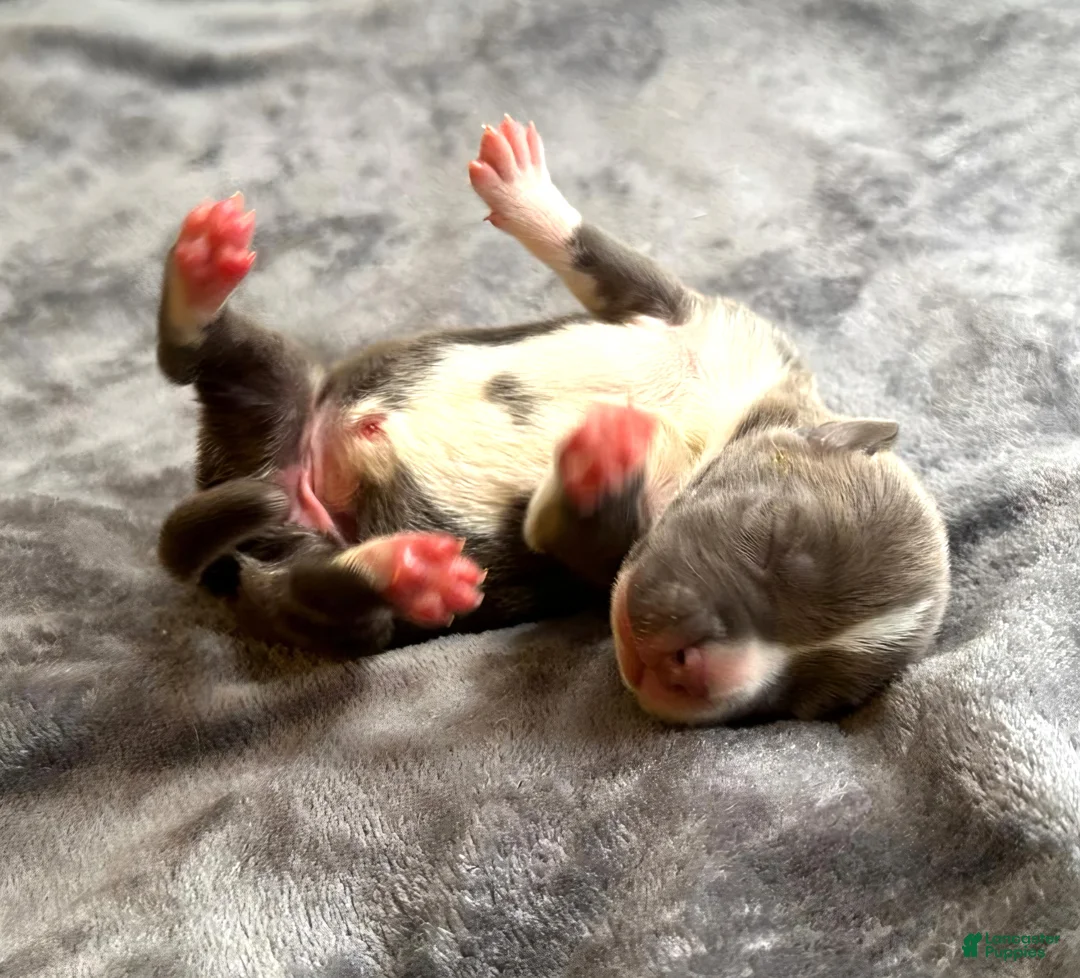 American Bully dogs for sale: "ICE CUBE" - Ad 9