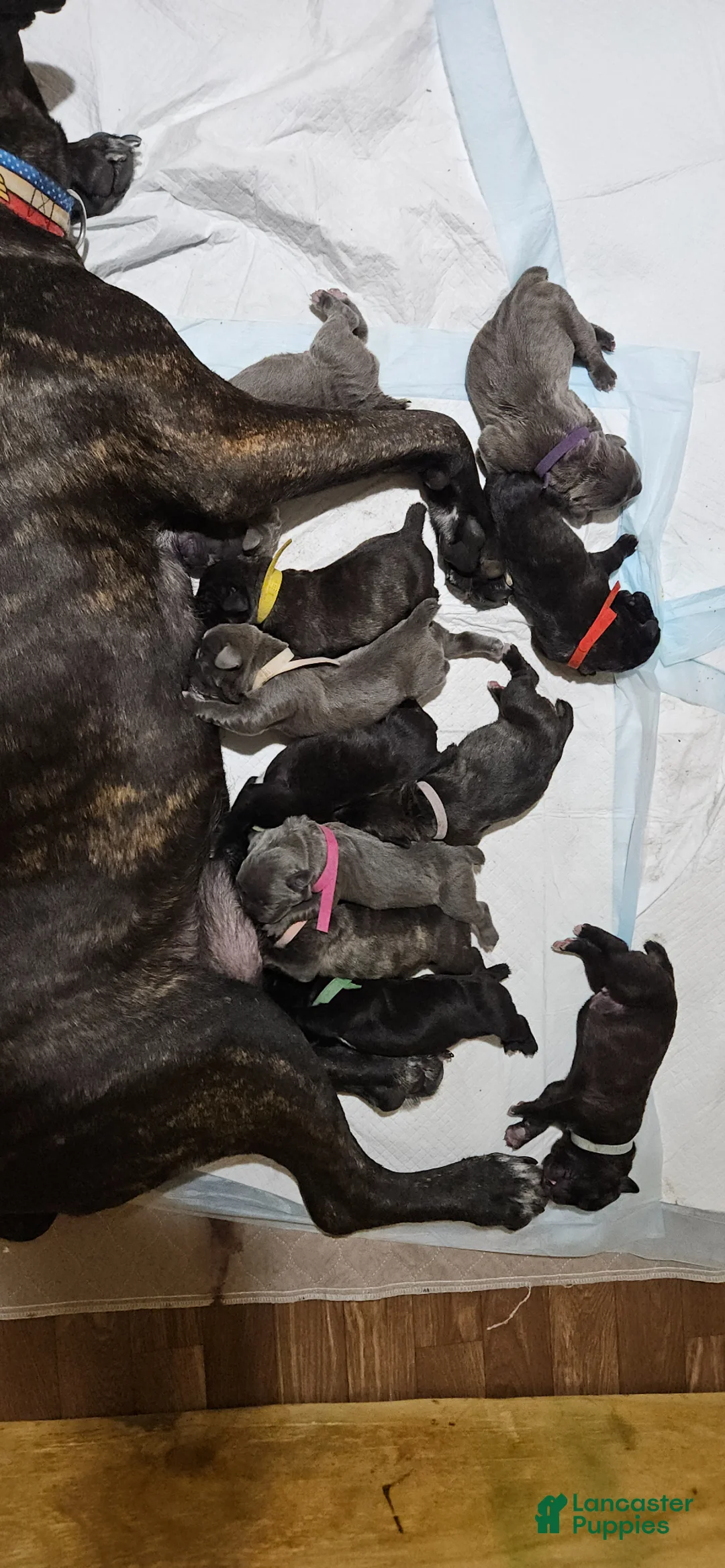 Cane Corso dogs for sale: Cleopatra - Ad 2
