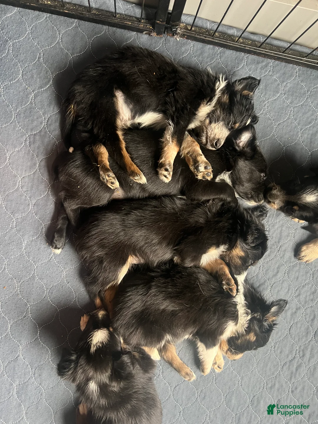 Mixed Breed dogs for sale: Prancer  - Ad 6
