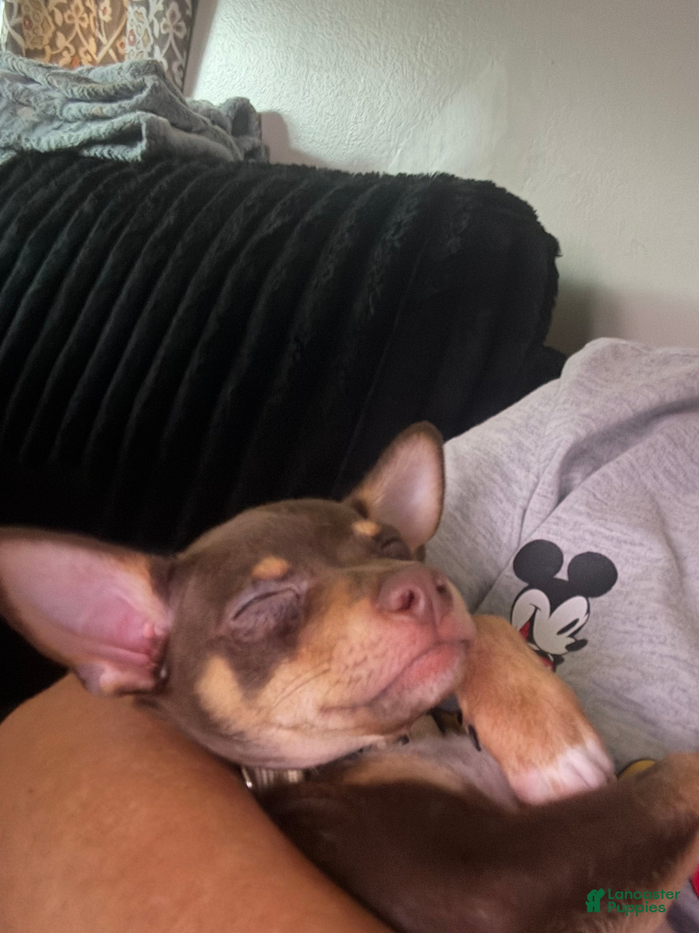 Chihuahua (Chihuahua, Male) in Spring Lake, NC
