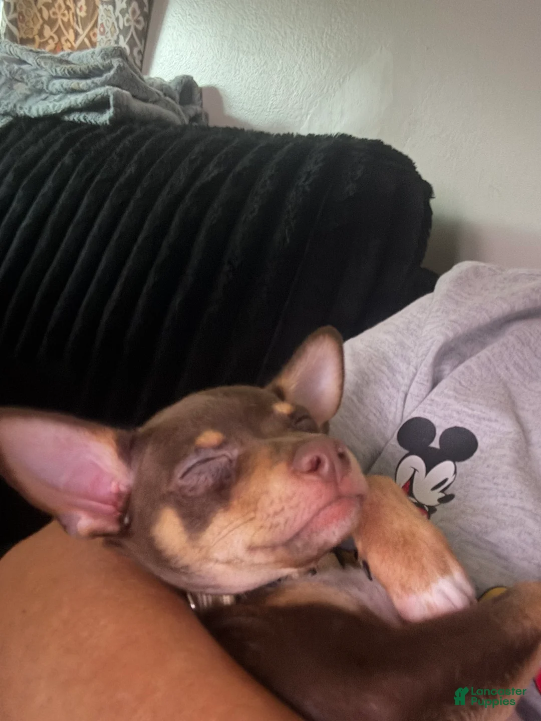Chihuahua dogs for sale: Chihuahua 4 ready to go  - Ad 1