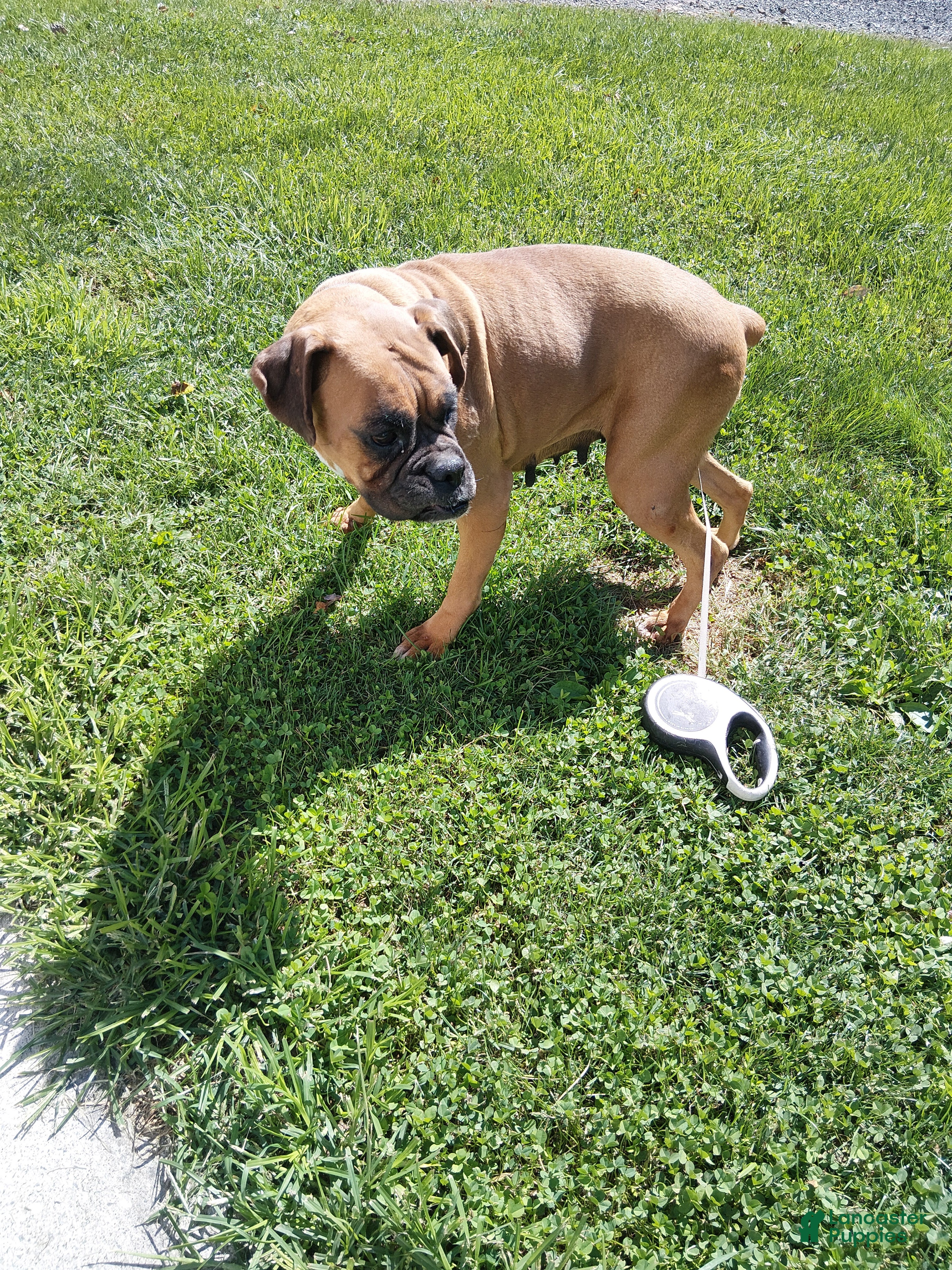 Boxer dogs Tootsie - Ad 1