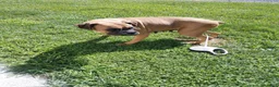 Boxer dogs for sale: Tootsie - Ad 1