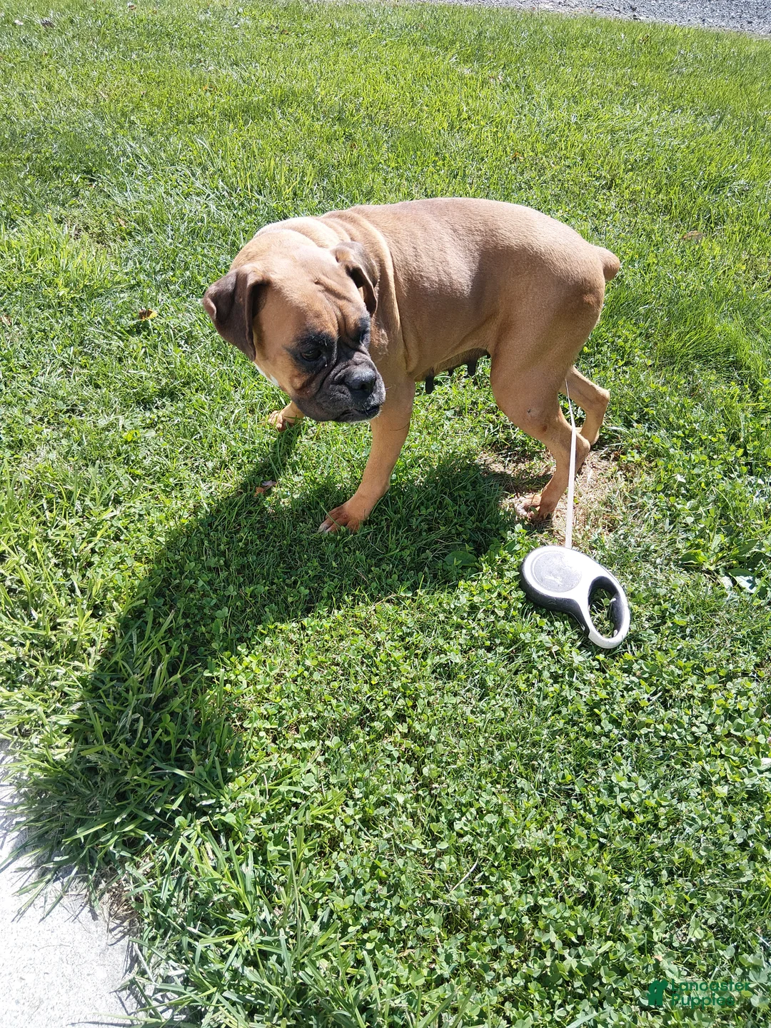 Boxer dogs for sale: Tootsie - Ad 1