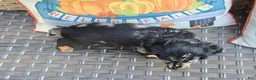 Miniature Dachshund dogs for sale: Hank - Ad 5