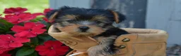 Yorkshire Terrier dogs for sale: Freedom - Ad 1
