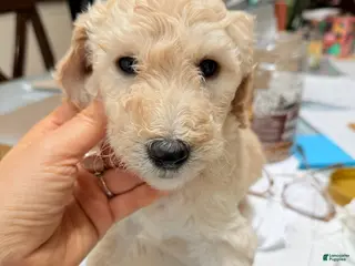 Standard Poodle dogs Standard Poodle Puppy 4 - Ad 14