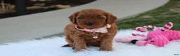 Cavapoo dogs for sale: Darcy  - Ad 4