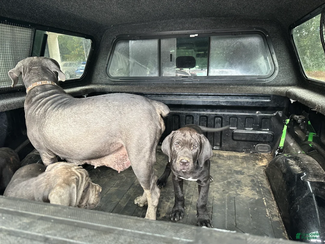Cane Corso dogs for sale: Cane Corso 1 - Ad 2