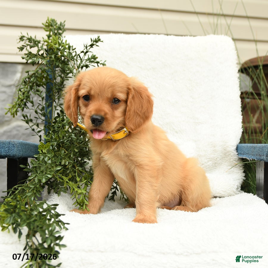 Miniature Golden Retriever dogs Sneakers - Ad 1