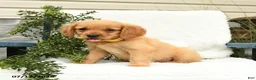Miniature Golden Retriever dogs for sale: Sneakers - Ad 1