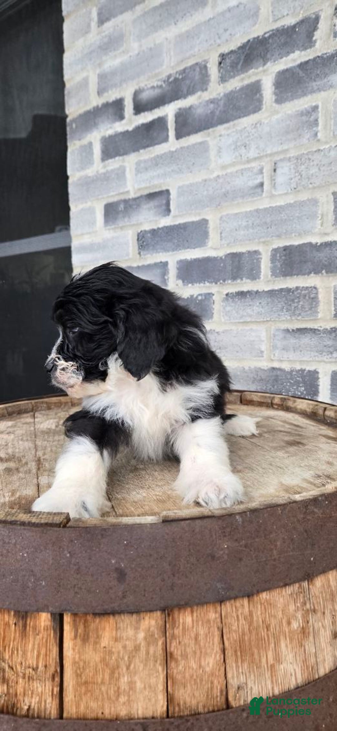 Mini Aussiedoodle dogs for sale: Sailor – Male - Ad 7