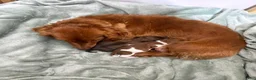 Miniature Dachshund dogs for sale: Betsy - Ad 7