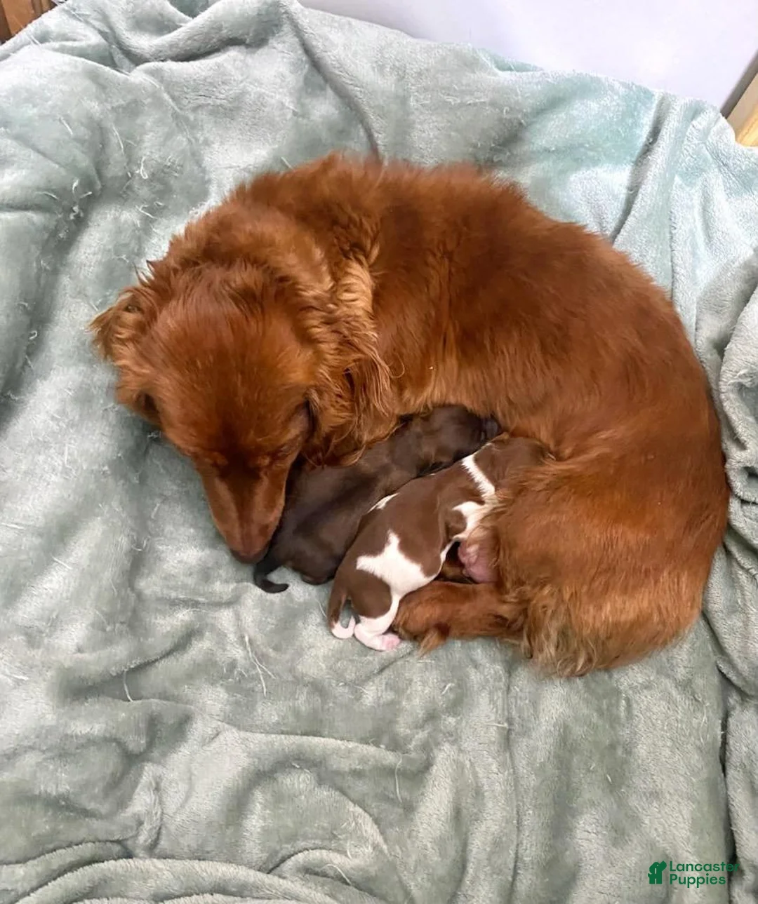 Miniature Dachshund dogs for sale: Betsy - Ad 7