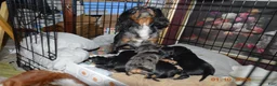 Cavalier King Charles Spaniel dogs for sale: Cavalier King Charles Spaniel Puppy 4 - Jasmine - Ad 4