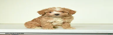 Benny