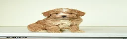 Miniature Poodle dogs for sale: Benny - Ad 1
