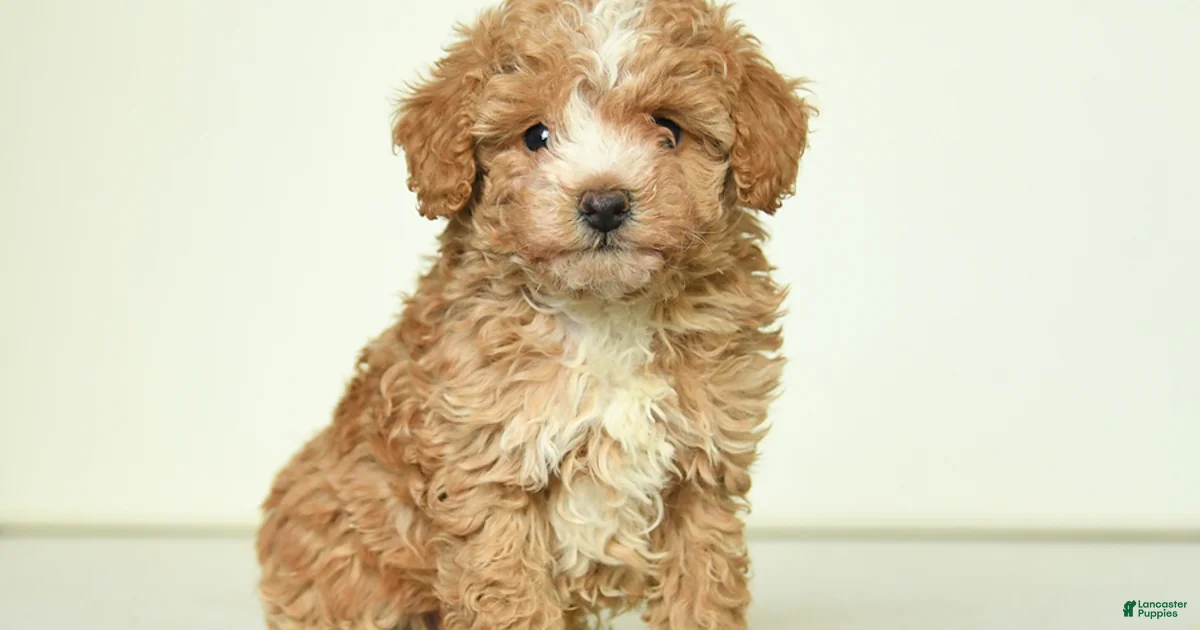 Benny Miniature Poodle for sale in Rebersburg | Lancaster Puppies